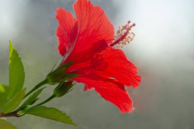 Parlak kırmızı veya pembe renkli güzel bir tropikal çiçek güzelliği, aşkı ve kadınlığı simgeler. Çay ve cilt bakım ürünlerinde sağlık yararları için kullanılır..