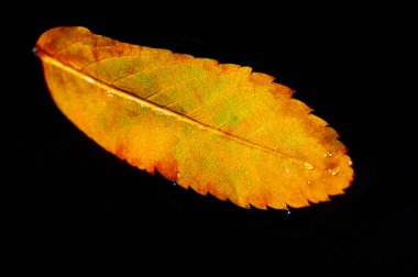 Rowan Yaprak renklerin çarpıcı karşıtlığı. Sonbahar atmosferi basit bir görüntüyle taşınır. Doğanın güzelliği zarafetle bezenmiş..