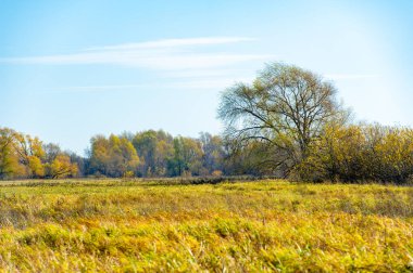 Nehre yansıyan sarı ağaçların güzelliği. Sel ovasında sonbaharın huzurlu ve huzurlu atmosferini hisset. Sonbahar renklerinin tadını çıkarmak için sakin bir yürüyüş ya da nehir kıyısında bisiklet sürün..