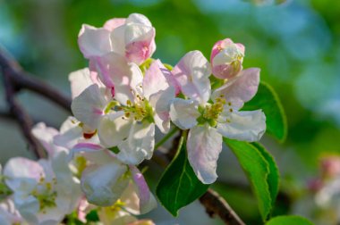 Kırılgan çiçekler ve güçlü dallar arasında harika bir tezat. Renkler ve dokuların şaşırtıcı doğal kombinasyonu. Yenilenmenin, büyümenin ve doğanın güzelliğinin sembolü..