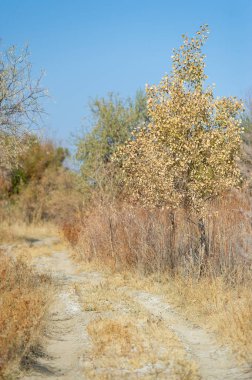 Sonbahar, Steppe. Çayırlar. Çölün uçsuz bucaksız alanlarında tozlu bir yol. Maceracıları keşfedilmemiş topraklara götürüyor. Çöl Kaşifi