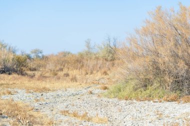 Sonbahar, Steppe. Çayırlar. Yalnız bir nöbetçi, sonsuz sonbahar bozkırları arasında gururla durur. Sabır ve sükunetin etkileyici bir kanıtı. Doğanın Zarafeti