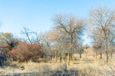 Sonbahar manzaralarının güzelliğini canlı renklerle keşfet. Eşsiz Turanga ağacını keşfedin. Zor koşullarda azim ve gücün sembolü..