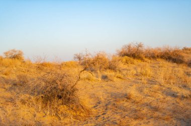 Çölde sonbahar günbatımının güzelliğinin tadını çıkar. Alacakaranlıkta kumulların canlı ve sıcak renklerine tanık olun. Doğanın çarpıcı gösterisinin sükuneti ve ihtişamının tadını çıkarın..