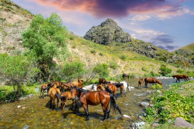 Atlar ferahlatıcı bir içecek içmek için nehrin etrafında toplanırlar. Suya düşen toynakların sesi havayı dolduruyor. Her at sırayla susuzluğunu giderir. Huzurlu bir sahne yaratıldı..