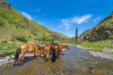 Dağ nehrinden su içen atların huzurlu manzarası. Doğal güzellik bu huzurlu anda yakalanır. Hayvanların ve doğanın mükemmel dengesi..
