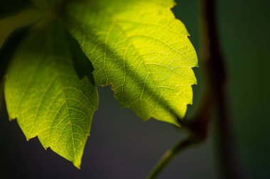 Antioksidan ve vitamin açısından zengin olan eşsiz ve doğal tat sağlıklı sindirim ve bağışıklık sistemini destekliyor. Sıcak ve buzlu çay için ideal.