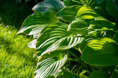 Hosta yapraklarının büyüleyici güzelliği aracılığıyla sükuneti tecrübe edin. Karmaşık desenler ve yeşilin gölgeleri gözler ve ruh için rahatlatıcı bir vaha yaratır. Kendinizi Yeşil Sığınak 'a atın.
