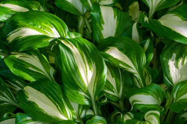 Hosta bahçenize doğanın güzelliğini getirecek. Rüzgarda sallanan ev sahibi yaprakların zarafetini hissedin. Doğa bize çeşitli bahçe lezzetleri sunuyor.