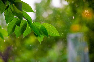 Yaz mevsiminde serinletici yağmur yağmurları bol yeşillik ve canlı yapraklar. Doğanın güzelliği yaz boyunca zirvede.