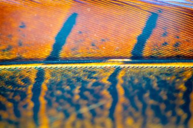 Enfes detaylar tüylü sülünün güzelliğini ve zarafetini vurgular. Özgürlüğü ve zarafeti simgeliyor. Sizi dehşete düşürecek büyüleyici bir tasarım..