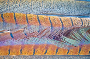 Tüy İnceliği enfes sülün tüyü ürünleri sunar. Çarpıcı ürünlerimizle doğanın güzelliğinin tadını çıkarın. Zarif ve eşsiz aksesuarlarımızla tarzınızı yükseltin.