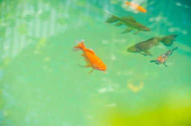 Koi sazan balığı. Doğanın büyüleyici dansına tanık olun. Bu göz kamaştırıcı balıklar yumuşak güneşin altında parıldıyor. Kalplerimizde bir merak hissi uyandırıyor. Hareket halindeki Doğa