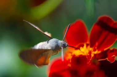 Çok güzel bir şahin güvesi çarpıcı detaylar yakalamış. Canlı çiçekler resme bir renk patlaması ekler. Doğanın en iyi fotoğrafı.