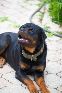 Korkusuz ve otoriter gardiyan sessizce güç hissi yayar Rottweiler yaşamının özünü somutlaştırır.