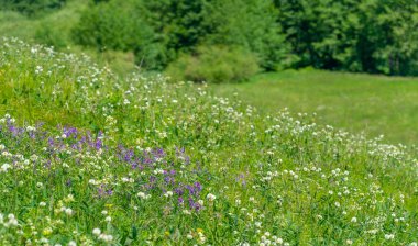 Yaz, çayır tarlaları, vadiler, çam ağaçları fındık ağacı, kır çiçekleri, dünyanın Avrupa bölgesi.