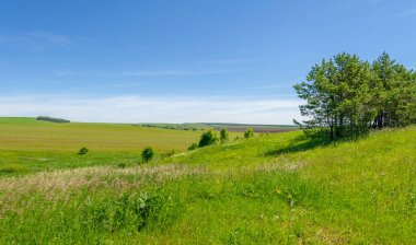Yaz, çayır tarlaları, vadiler, çam ağaçları fındık ağacı, kır çiçekleri, dünyanın Avrupa bölgesi.
