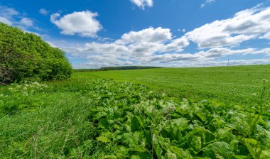 Bahar fotoğrafçılığı, genç mısır gevreği çekimleri. Olgunlaşmış buğday. Parlak güneşin altında yeşil fotosentez filizleri. Fosfor ve nitrojen gübreleri tanıtıldı