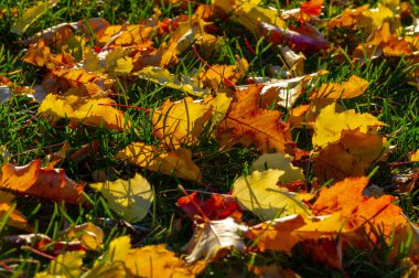 Sonbahar akçaağaç yaprağı, daha yüksek bir bitkinin düz bir yapısıdır. Direk sapına ya da gövdesine bağlı bir bıçağa benzer. Yapraklar fotosentez ve dönüşümün ana organlarıdır.