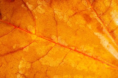 Sonbaharın güzelliğini akçaağaç yapraklarının detaylı makro fotoğraflarıyla yakala. Tasarım projeleriniz için çarpıcı arka planlar ve dokular oluşturun. Doğanın karmaşık ayrıntılarına odaklanıyorum..