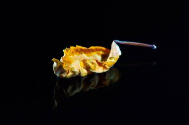 Koyu arkaplan ve amberin parlak sarı yaprakları arasındaki güzel kontrast. Doğal element botanik veya sağlıkla ilgili projelerde kullanılmak üzere her tasarıma zarafet ekler.