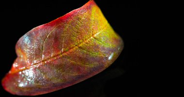 Parlak kırmızı rowan yaprağıyla güzel bir sonbahar teması. Karşıt siyah arka plan yaprağı öne çıkarıyor. Sonbahar tasarımı ve dekorasyonu için ideal.