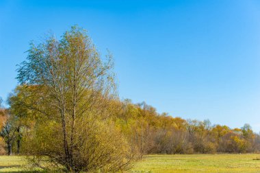 Nehir boyunca uzanan güzel yaprakların tadını çıkar. Suya yansıyan sarı ağaçların huzurlu manzarasının tadını çıkar. Sel ovasındaki huzurlu sonbahar atmosferini hisset..