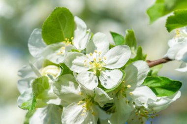 Güçlü elma dallarının arka planına karşı narin çiçeklerin çarpıcı kontrastı. Doğanın güzelliği bu eşsiz sahnede tam olarak sergileniyor. Hayatın güzelliğinin ve kırılganlığının bir hatırlatıcısı.