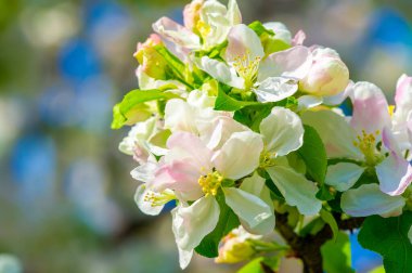 Elma ağacının güçlü dallarıyla narin çiçeklerin harika bir kontrastı. Doğanın zarif dekorasyonu. Doğal çiçeklerin dingin ve sakinleştirici güzelliği..