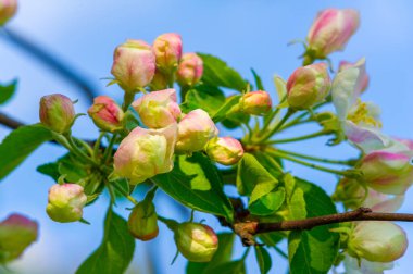 Narin çiçekler elma ağacına biraz zarafet katar. Doğanın güzelliği dallardaki çiçek açan çiçeklerde açıkça görülür. Yumuşak yaprakların aksine güçlü bir ağaç gövdesi var.
