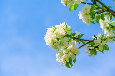 Güzel narin çiçekleri olan çiçek açan elma ağacı. Doğanın güzelliği tüm ihtişamıyla çiçeklerin açmasıyla birlikte. Yeşil yapraklı pembe çiçeklerin kontrastı nefes kesici..