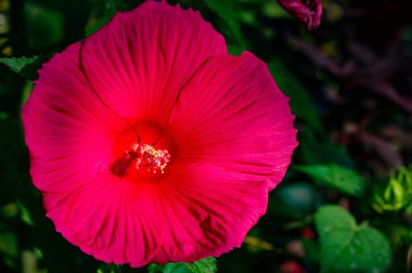 Hibiscus rosa-sinensis, Çin gülü. Hibiscus çiçek çayı birçok isimle bilinir ve hem sıcak hem de soğuk servis edilir. Bu içecek kırmızı rengi, tart tadı ve C vitamini içeriğiyle bilinir..