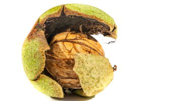 Ceviz. Her zaman siyah ceviz yiyebilirim, haftanın tadı değil.!