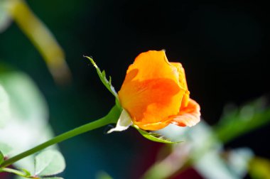 Gül bahçesi. Yüzeyin derinliği. Canlılık tüm buketi doldurur, yüksek merkezli büyük bir çiçeğe dönüşür, yapraklar kabarır, ve sarhoş edici bir lavanta kokusu.