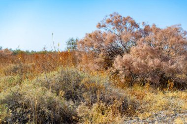 Sonbahar, Steppe. Çayırlar. Sonbahar bozkırlarının altın renklerini içine çek, kuru otlakların gözünün alabildiğince uzadığı. Kendini doğanın fırça darbelerinin sükunetine bırak..