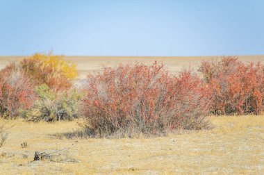 Sonbahar, Steppe. Çayırlar. Barberry. Sonbaharın vahşi yaşamla buluştuğu bir dünyaya adım at. Bu muhteşem çalılar, her şeye rağmen, sonsuz çölün ortasında yükselir..