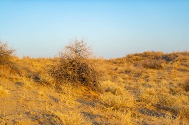 Çölde sonbaharın çarpıcı güzelliğinin tadını çıkar. Doğa, altın bir başyapıtı canlı renklerle ve nefes kesici günbatımlarıyla resmederken izleyin. Kumulların doğal harikalarından ilham alın.