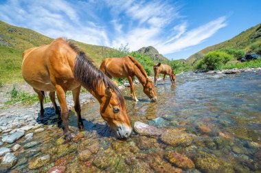 Atlar susuzluklarını gidermek için nehir kıyısında toplandılar. Akan sudan su içerek su sıçratırlar. Vahşi yaşamın doğayla uyum içinde huzurlu bir resmi..