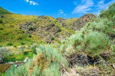 Ephedra distachya. Ayrıca Pers Efedrası ya da eklem çamı olarak da bilinir. İç Güvenlik: Güneydoğu Avrupa ve Güneybatı Asya ülkeleri. Uyarıcı özellikleri için geleneksel tıpta kullanılır.
