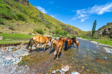 Dağ nehrinin doğal güzelliği. Bir at sürüsü dereden huzur içinde su içiyor. Doğanın harikaları arasında resim gibi ve huzurlu bir yer..