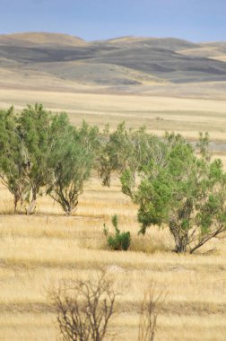 Çayır, düz, çöl. Güneş çöl doğasına veda ederken çiçeklerin büyüleyici dansına tanık olun.