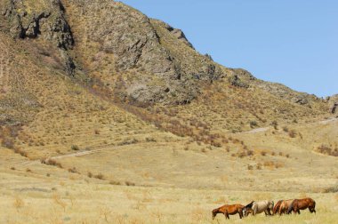 Gün batımında büyüleyici bir doğal ortamda atların güzelliğinin tadını çıkar. Bozkır manzaraları ve dağ manzaraları ata binmek için nefes kesici bir zemin sağlar..