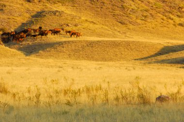 Orta Asya günbatımının nefes kesici güzelliğinin tadını çıkar. Uçurumların, nehirlerin ve uçsuz bucaksız bozkırların çeşitli manzaralarını keşfedin. Doğayla bağlantı kurun ve kendinizi bölgenin huzuruna bırakın..
