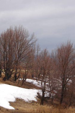 Sarı alanlar beyaz karla tezat oluşturarak baharın gelişini işaret ediyor. Ağaçlar kışın son kalıntılarından korunmak için çırılçıplak duruyor. Kurumuş çimenler mevsimlerin değiştiğini gösterir..