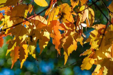 Kırmızı, turuncu ve sarı yaprakların canlı gölgeleri çarpıcı bir zemin oluşturur. Sıcak güneş ışığı renkli yaprakların arasından süzülerek büyülü bir atmosfer yaratır. Büyüleyici bir manzara.