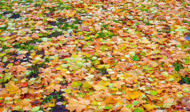 Sonbahar fotoğrafçılığı, sonbaharda yapraklar, yılın bu zamanında ağaçlar turuncu, kırmızı ve bakır çiçeklerden koparak canlanıyor.