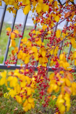 Malus baccata is an Asian apple tree known collectively as Siberian crab and is used to grow bonsai. It has abundant fragrant white flowers and edible red or yellow fruits about 1 cm  clipart