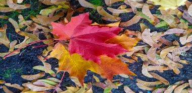 Sonbahar manzarası, fotoğraftaki sonbahar çizimi, sarı bordo kırmızı yapraklar, yaz dilekçesi, neşeli resimler.