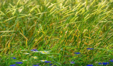 Yaz. Ilıman ülkelerde yetişen en önemli tür olan buğday, ekmek, makarna ve hamur işlerinde un yapmak için kullanılan bir buğday bitkisidir.,