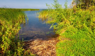 Yaz manzarası. Dünyanın Avrupa bölgesindeki bir nehir. Güneşli sıcak bir gün. Yeşil ağaçlar, çimenler. Mavi gökyüzü küçük bir bulut örtüsüyle.